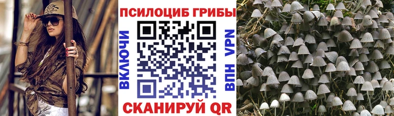 Купить  Кириши  Галлюциногенные грибы Cubensis 